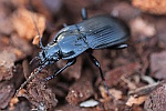 Groer Breitkfer (Abax parallelepipedus)