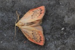 Rosen-Flechtenb�rchen (Miltochrista miniata)