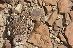Kreuzkrte (Bufo calamita)
