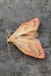 Rosen-Flechtenb�rchen (Miltochrista miniata)