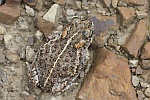 Kreuzkrte (Bufo calamita)