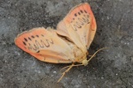 Rosen-Flechtenb�rchen (Miltochrista miniata)