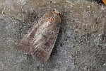 Graubraune Staubeule (Hoplodrina blanda)