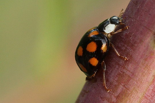 Asiatischer Marienkfer (Harmonia axyridis)