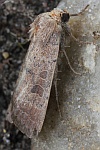 Graubraune Staubeule