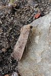 Graubraune Staubeule (Hoplodrina blanda)