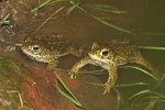 Kreuzkrte (Bufo calamita)