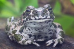 Wechselkröte (Bufo viridis) Wechselkröte (Bufo viridis)