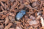 Groer Breitkfer (Abax parallelepipedus)