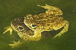 Kreuzkrte (Bufo calamita)