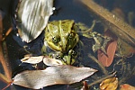 Teichfrosch (Rana esculenta)