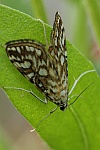 Seerosenznsler (Elophila nymphaeata)