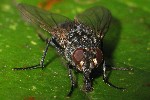 Graue Fleischfliege (Sarcophaga carnaria)
