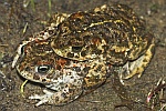 Kreuzkrte (Bufo calamita)