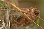 Junikäfer (Rhizotrogus marginipes)