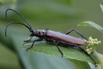 Moschusbock (Aromia moschata)