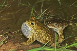 Kreuzkrte (Bufo calamita)