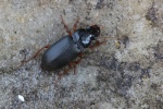 Behaarter Erdbeersammelaufk�fer (Harpalus rufipes)