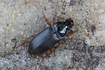 Behaarter Erdbeersammelaufk�fer (Harpalus rufipes)