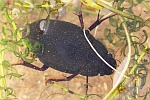 Groer Kolbenwasserkfer