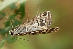 Seerosenzünsler (Elophila nymphaeata)