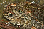 Kreuzkrte (Bufo calamita)