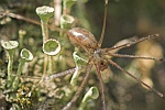 Groe Zitterspinne (Pholcus phalangioides)
