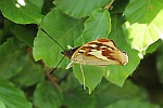 Groer Schillerfalter (Apatura iris)