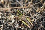 Gefleckte Keulenschrecke (Myrmeleotettix maculatus)