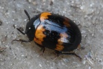Gelbbindiger Schwarzk�fer (Diaperis boleti)