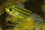 Teichfrosch (Rana esculenta)