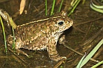 Kreuzkrte (Bufo calamita)