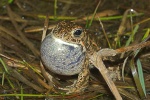 Kreuzkrte (Bufo calamita)