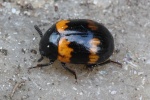 Gelbbindiger Schwarzk�fer (Diaperis boleti)