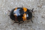 Gelbbindiger Schwarzk�fer (Diaperis boleti)