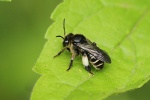Auen-Schenkelbiene (Macropis europaea)