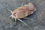 Bunte Bandeule (Noctua fimbriata)
