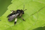 Auen-Schenkelbiene (Macropis europaea)