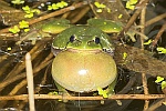 Laubfrosch (Hyla arborea)
