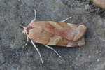 Bunte Bandeule (Noctua fimbriata)