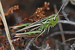 Heidegrashpfer (Stenobothrus lineatus)
