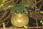 Laubfrosch (Hyla arborea)