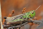 Heidegrashpfer (Stenobothrus lineatus)