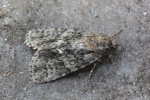 Ampfer-Rindeneule (Acronicta rumicis)