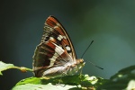 Groer Schillerfalter (Apatura iris)