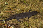 Kammmolch (Triturus cristatus)