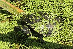 Europische Sumpfschildkrte (Emys orbicularis)