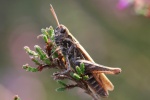 Biguttulus-Gruppe (Gruppe biguttulus)