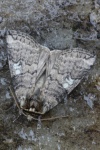 Pappel-Eulenspinner (Tethea or)