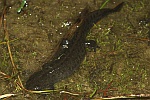 Kammmolch (Triturus cristatus)